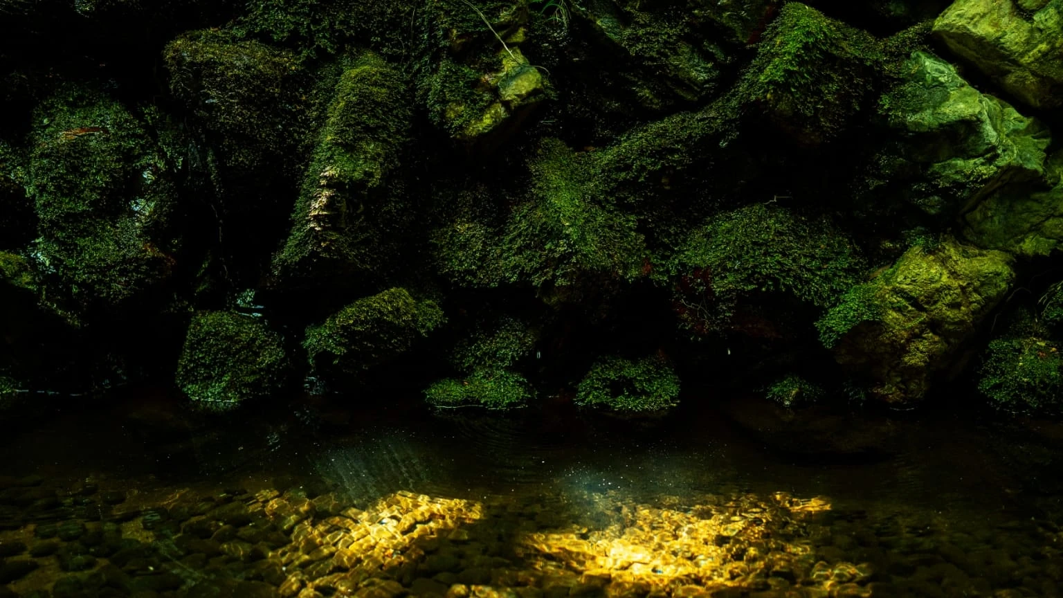 石の樋を伝って湧き水が流れ落ち、しっとりと苔が濡れた庭。池には鯉の姿が。